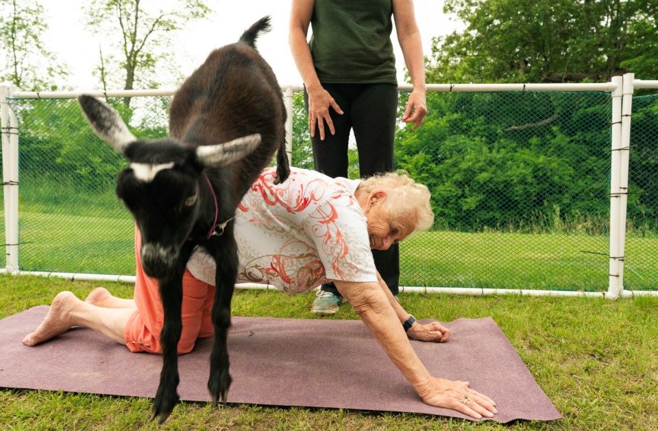 goat-yoga