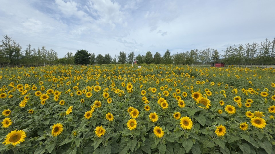 tzu-chi-foundation-sunflower-field