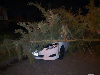 This pine tree tumbled in the high winds Sunday and fell on top of a car parked outside Marilou Oliveros' home