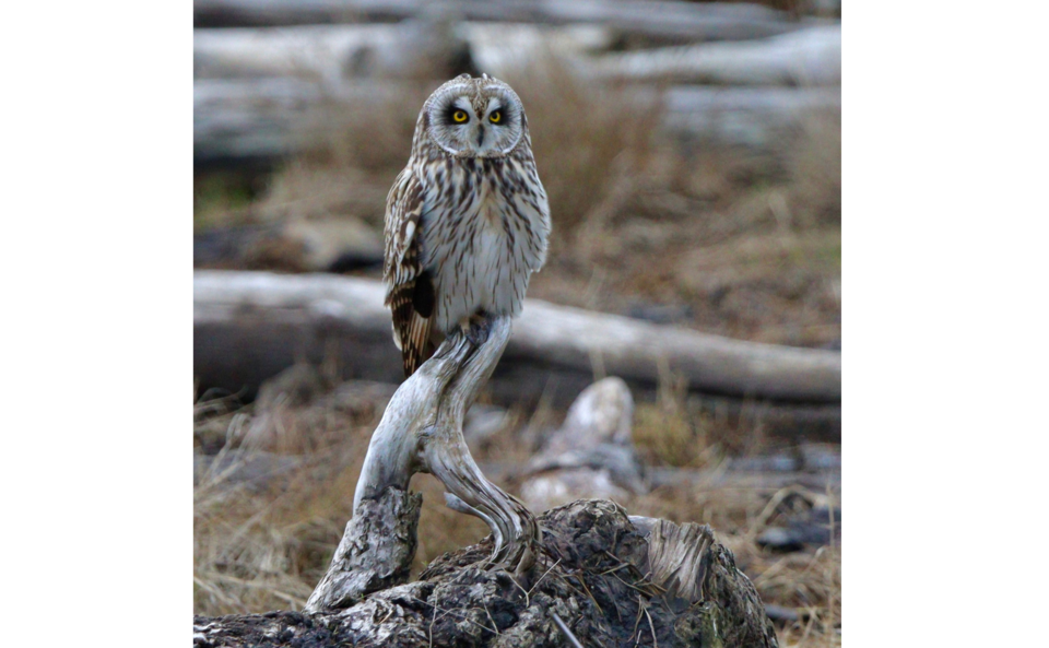 short-eared-owl-west-dyke-gmr