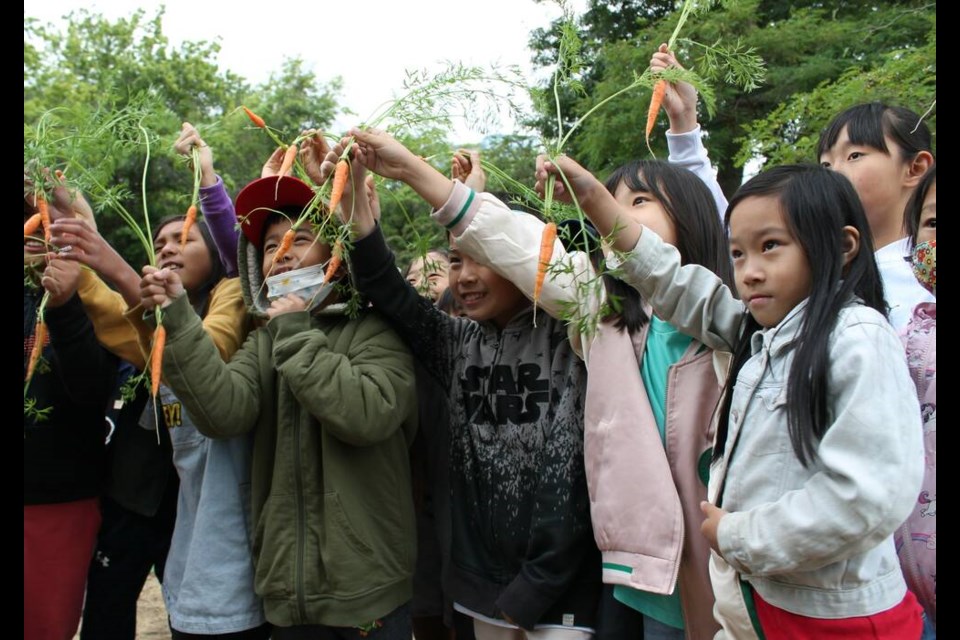 Cook elementary students harvesting carrots from the Lansdowne Centre Food Garden. Valerie Leung photo 