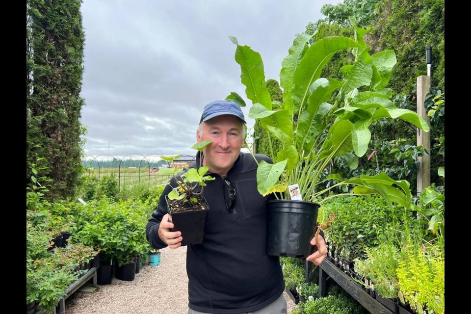 A wasabi plant (left) compared to a horseradish plant (right). Vikki Hui photo 