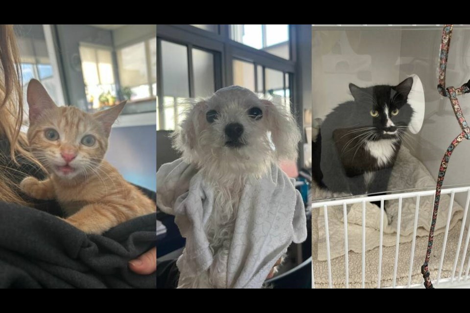 A kitten trapped on Oak Street Bridge, a puppy in a cardboard box and a cat wearing a harness but has no identification were some of the animals found in Richmond this week. BC SPCA Richmond photo 