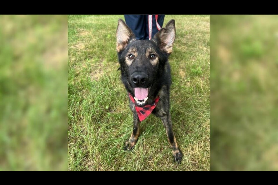 Rocky the German shepherd pup has been at the shelter for more than a month 