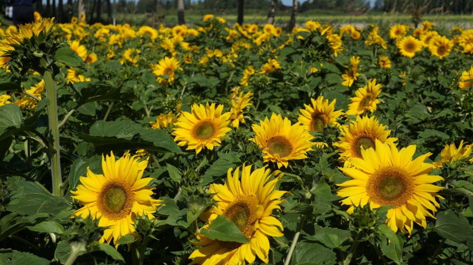 web1_sunflower--1-
