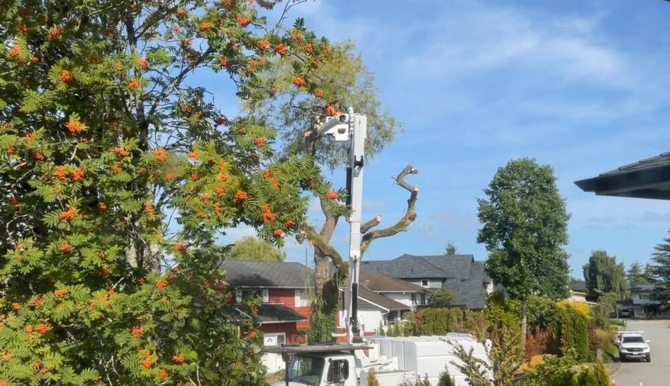 web1_tree-felling