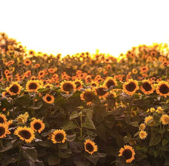 richmond-sunflower-festival_1