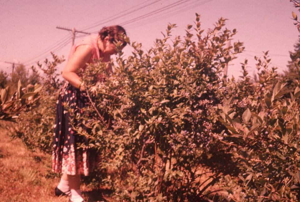 web1_blueberry-picking-archives