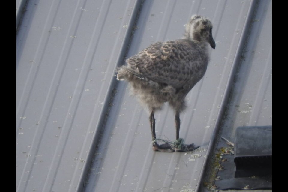 An injured seagull has been trapped on top of the Onni retail space in Steveston for the past two weeks. Barbara Billas photo 