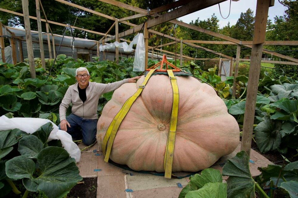 Dave Chan and one of his massive pumpkins. One weighs more than 2,000 pounds and one is more than 1,600. 