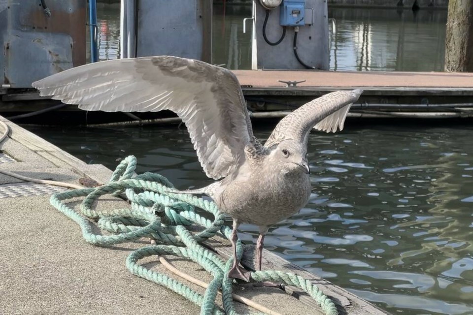 The injured seagull was released Friday morning in Richmond. Vikki Hui photo 
