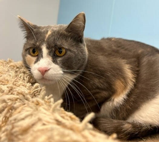 Kassey and Buttons are inseparable at the Richmond Animal Shelter 