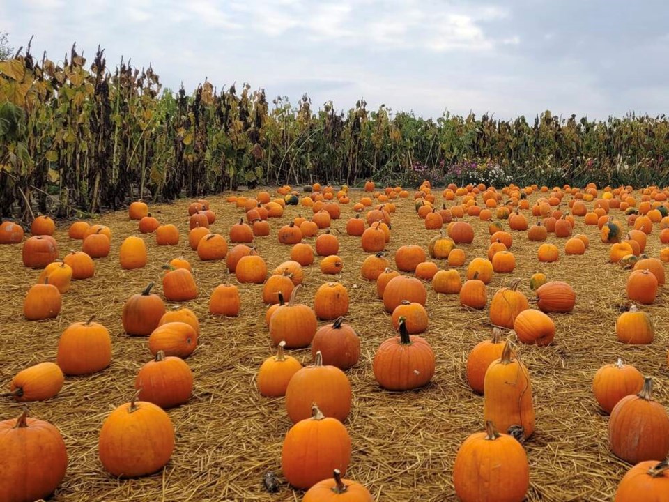 web1_richmond-country-farms-pumpkin-patch_1
