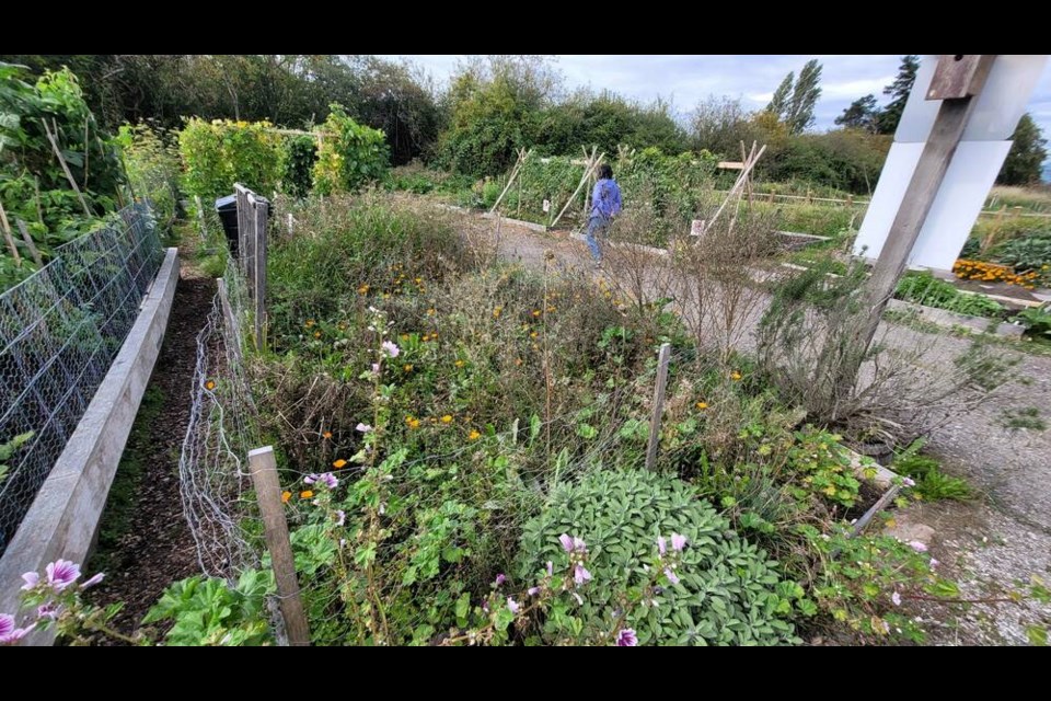 Terra Nova community garden plots with weeds growing. Valerie Leung photo