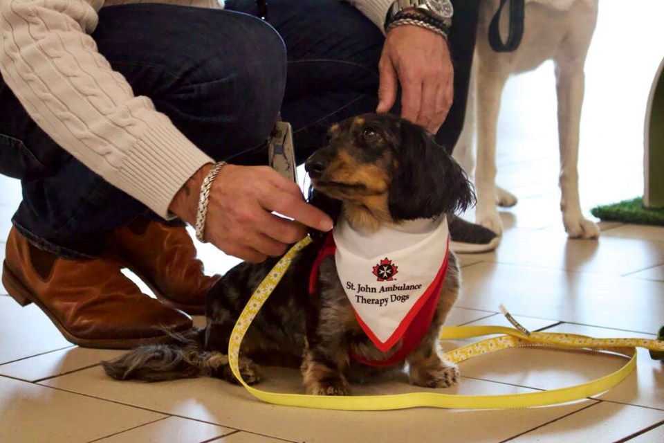 web1_yvr-therapy-dogs_7