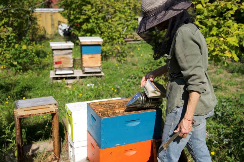 Leslie Williams, the executive director of the Sharing Farm Society, who is also an avid and expert beekeeper. Grant McMillan photos 