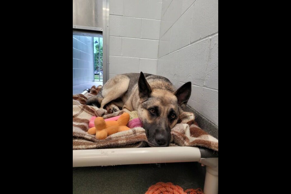 Lucy the 1-year-old German shepherd is shy, but sweet and affectionate say Richmond Animal Shelter staff 