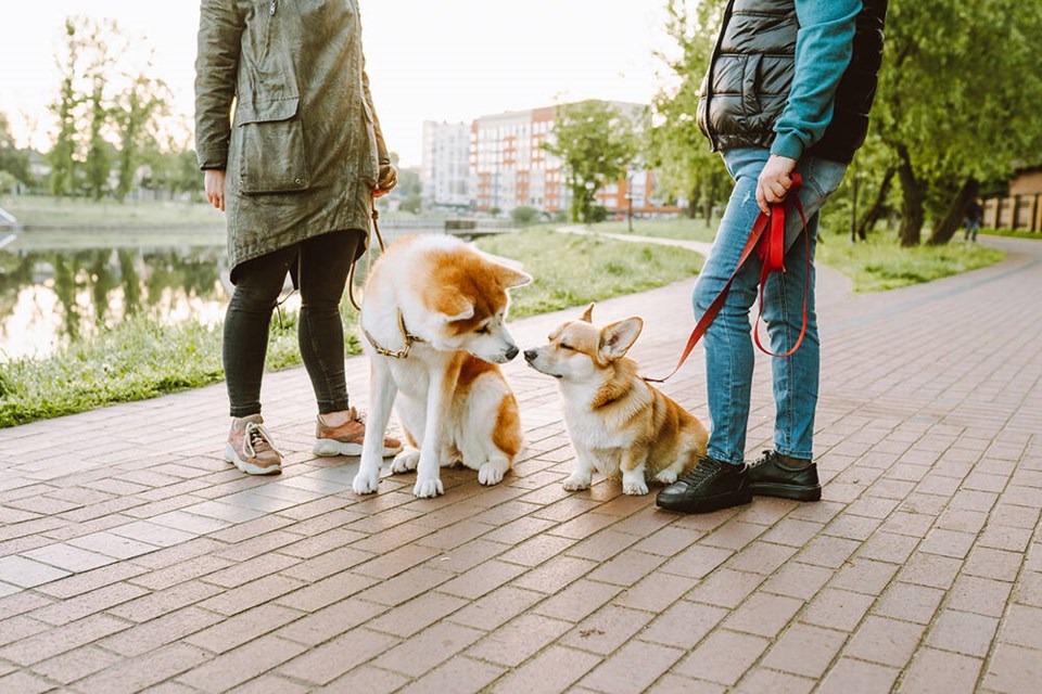 web1_dogs-on-leash-getty