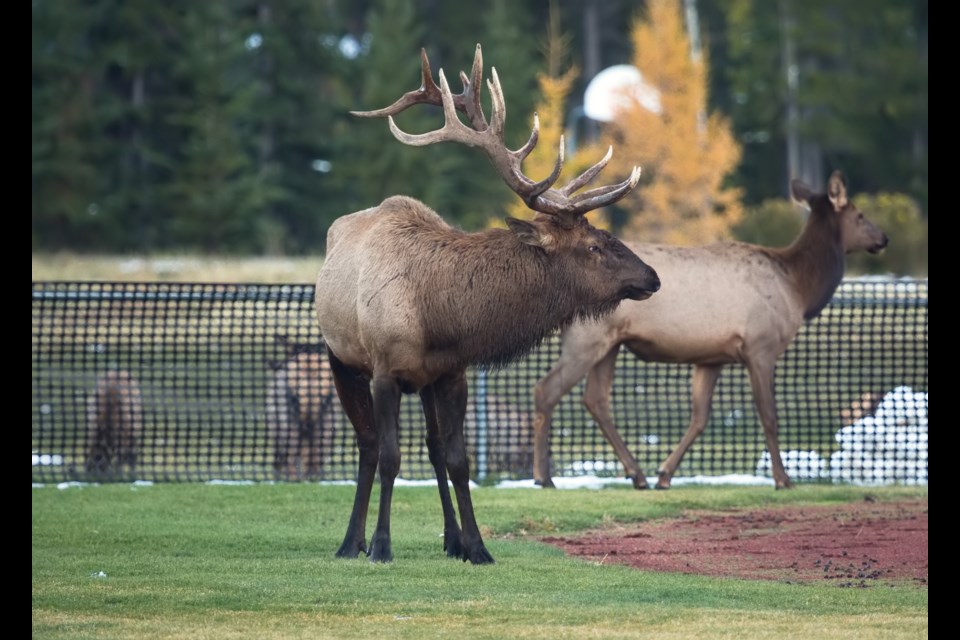 A bull elk and his herd at Our Lady of the Snows Catholic Academy in Canmore in 2017. RMO FILE PHOTO