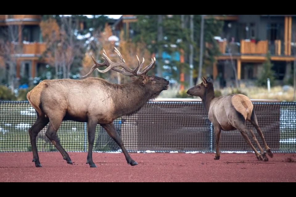 A bull elk and his herd at Our Lady of the Snows Catholic Academy in Canmore in 2017. RMO FILE PHOTO