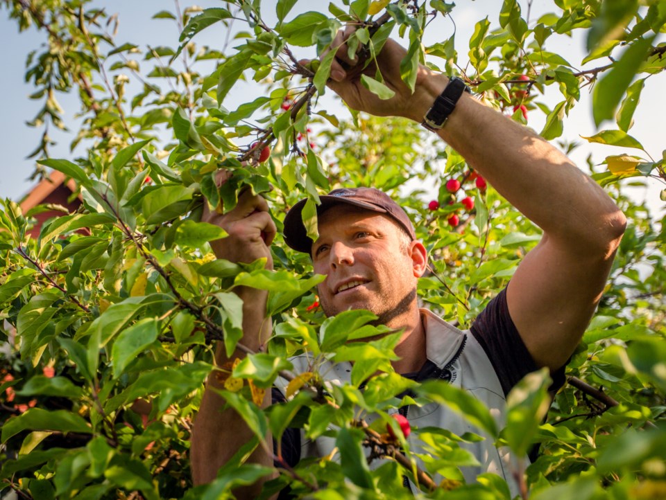 20170906 Fruit Tree Gleaning 0001