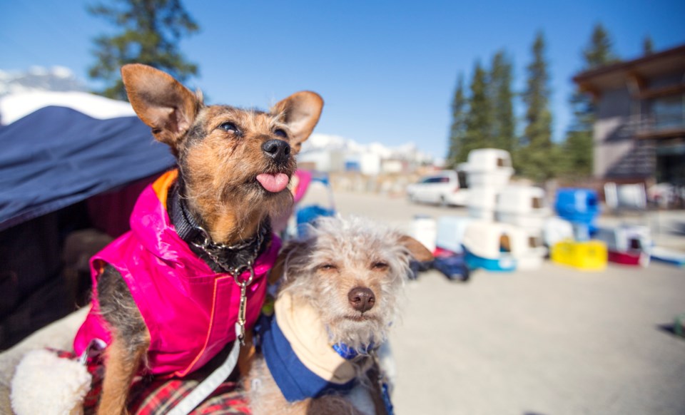 20180428-spca-garage-sale-0010