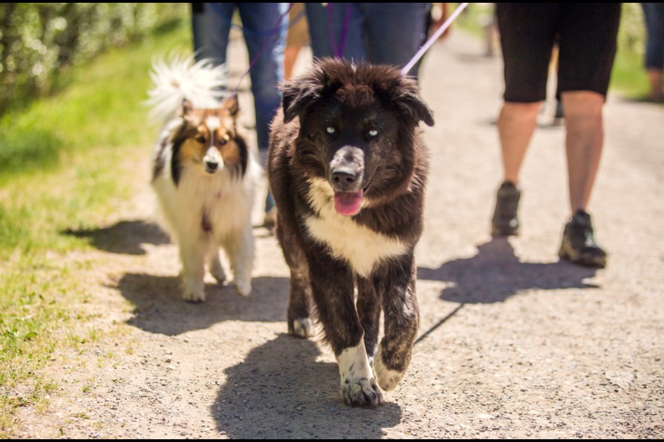 The MD of Bighorn's amended responsible animal ownership bylaw means off-leash dogs are now prohibited in public spaces in Exshaw, aligning the hamlet with other communities in the MD. 

RMO FILE PHOTO