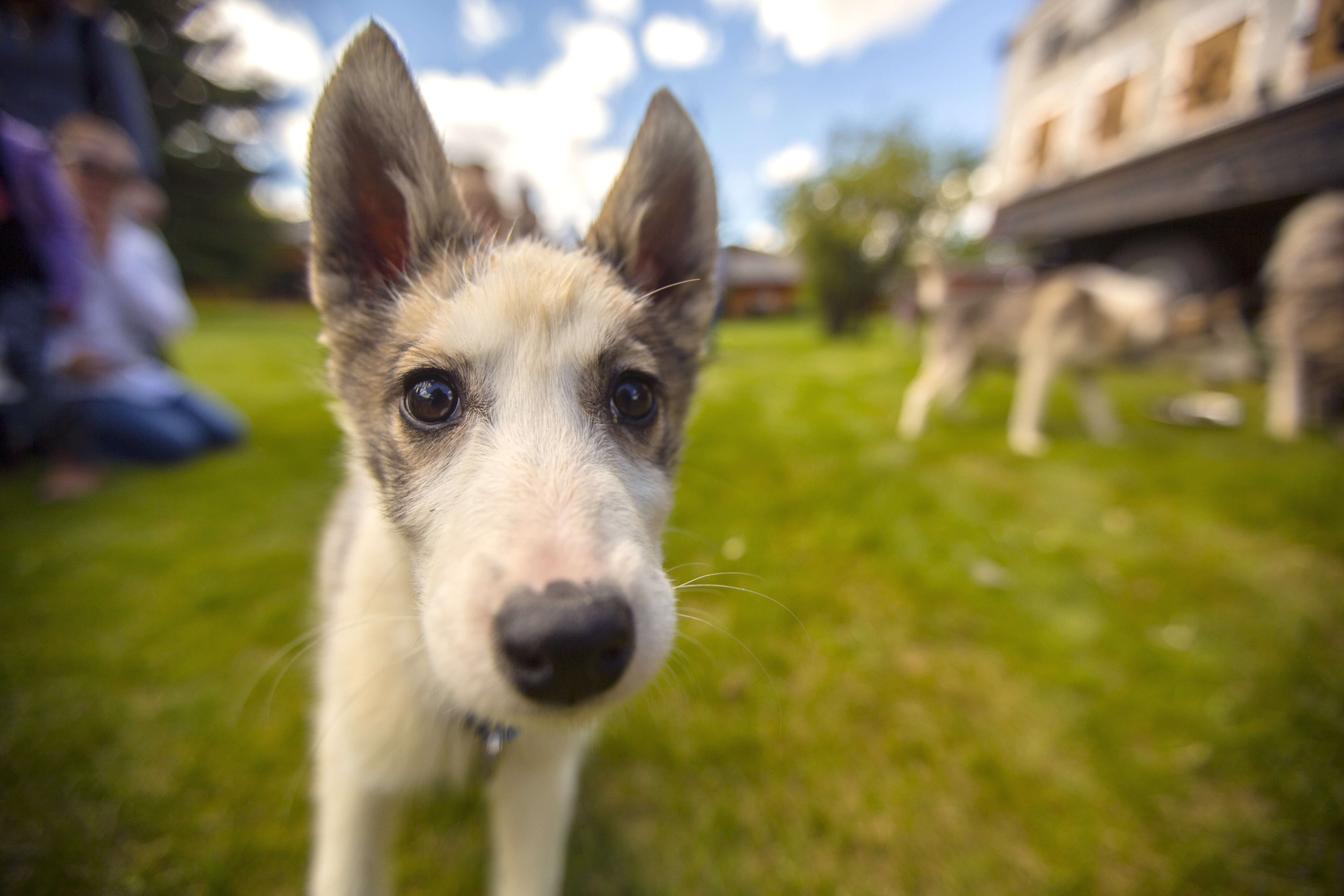 Nose work games for dogs Archives - Kids-n-K9s Dog Bite Prevention