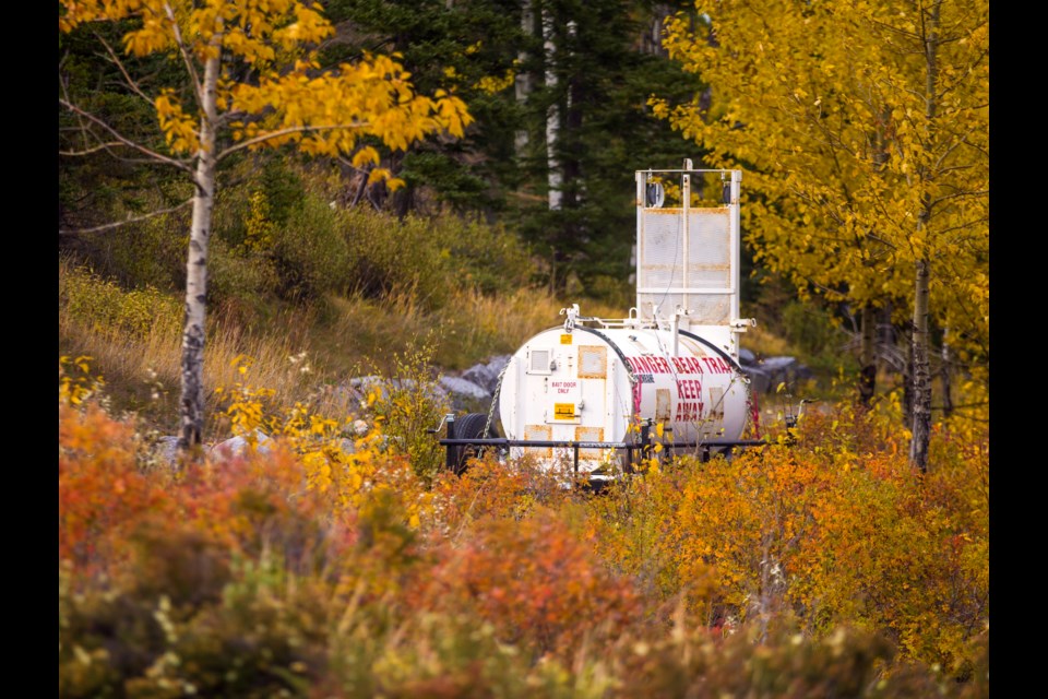 A bear trap set up in Canmore in 2018.

RMO FILE PHOTO