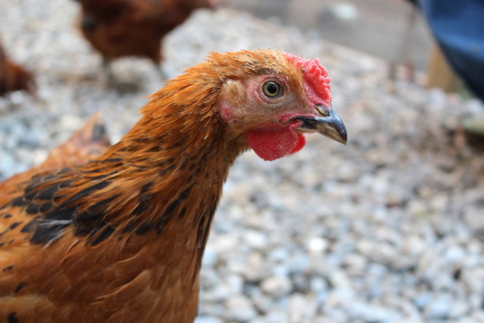 chickens-1