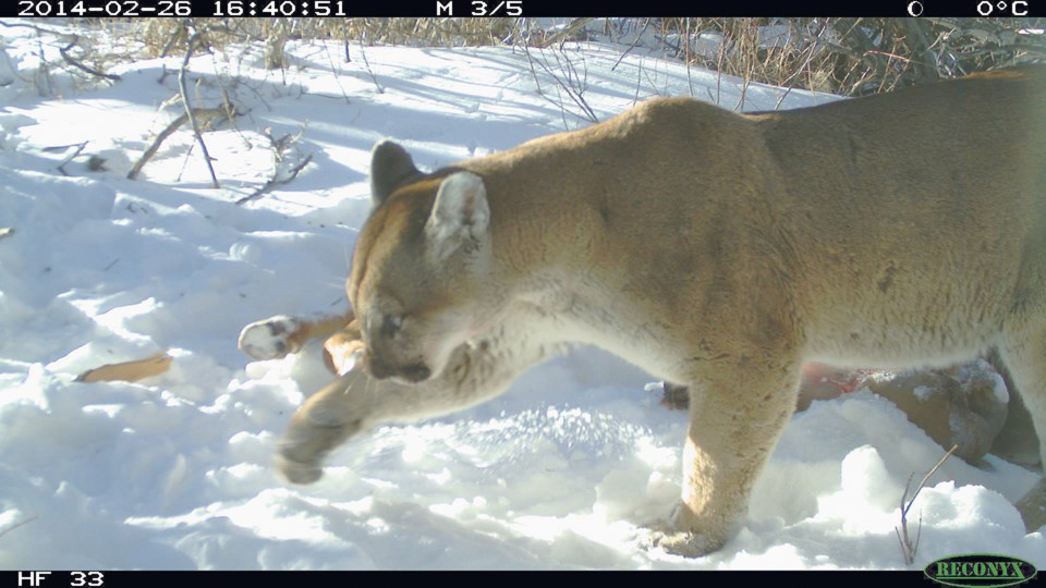 cougar