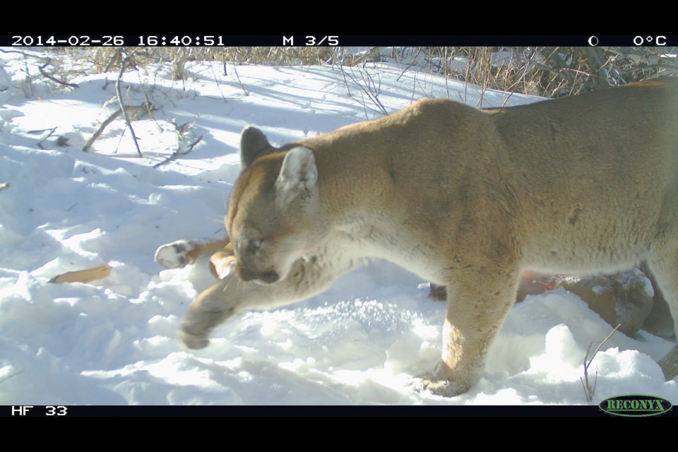 A cougar from a wildlife camera in 2014. RMO FILE PHOTO