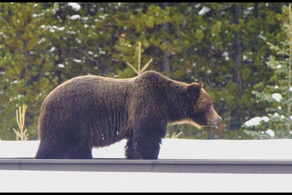 Grizzly bear 122.  Paul Kalra photo