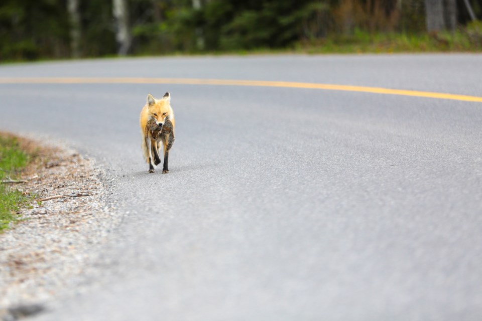 A fox trots along Lake Minnewanka scenic drive with a Columbian ground squirrel in its jaws on Thursday, June 4, 2020. EVAN BUHLER RMO PHOTO⁠