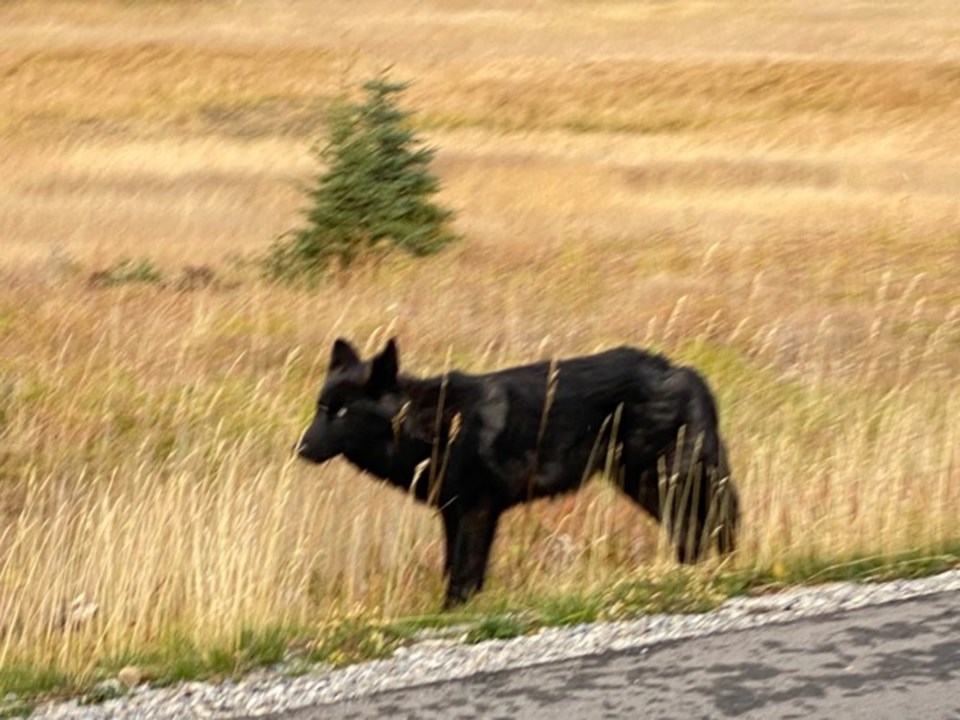 Wolf Pup Injured_D.Laskin