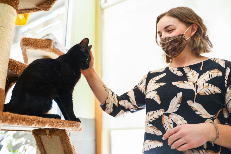 Bow Valley SPCA adoption centre manager Meghan Keelan plays with Beauty, a cat up for adoption at the Bow Valley SPCA on Tuesday (Feb. 9). EVAN BUHLER RMO PHOTO