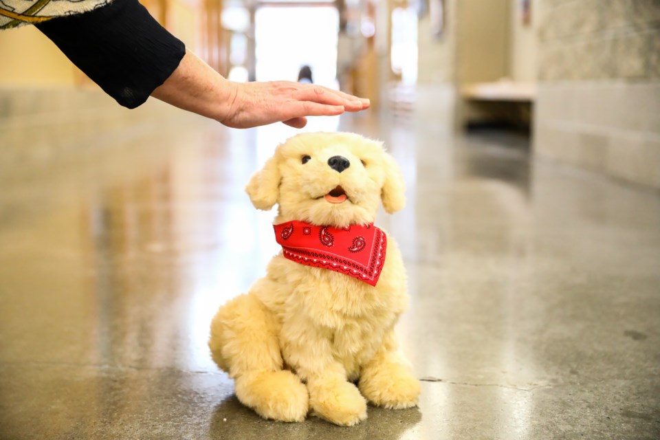 Mavis Sautner, a program coordinator with FCSS, reaches to pet one of the robotic pets, which is part of a pilot project meant to help local seniors with social isolation run by the Town of Canmoreâs Family and Community Support Services (FCSS).  EVAN BUHLER RMO PHOTO