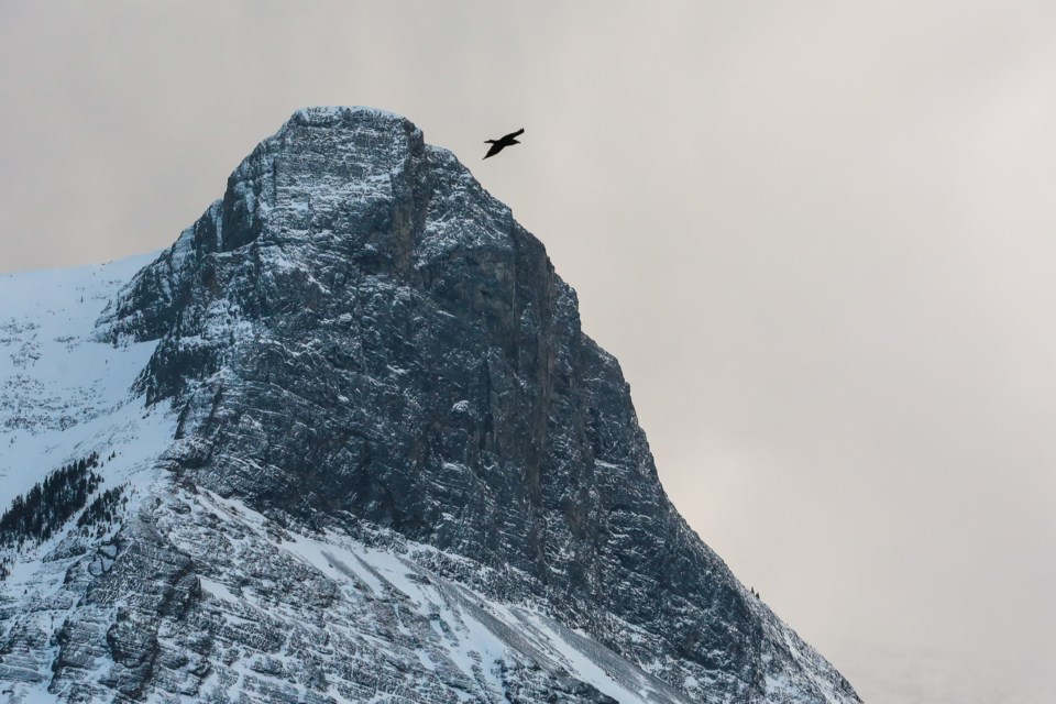 A crow flies past Ha Ling Peak in Kananaskis Country in March 2021. 

RMO FILE PHOTO