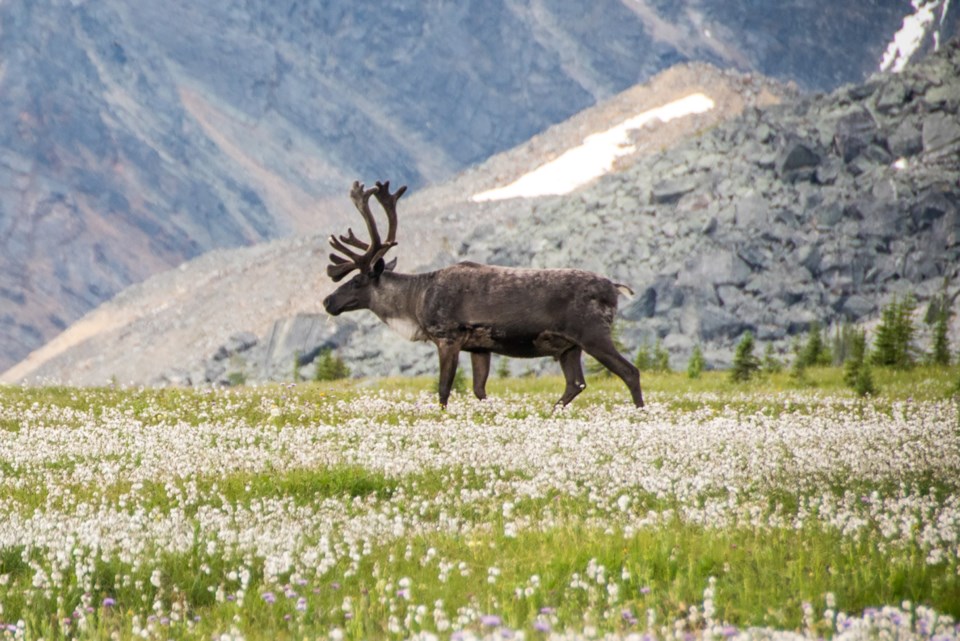 JasperNP-July bull caribou-Credit-Parks Canada-Lalenia Neufeld