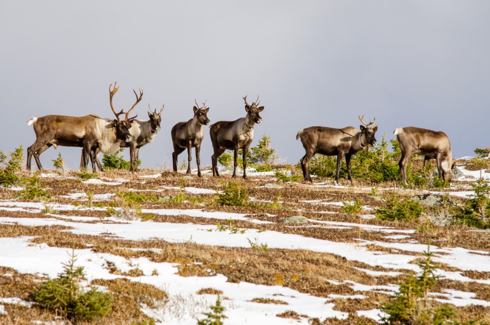 JasperNP-Tonquin caribou-Credit-Parks Canada-Lalenia Neufeld