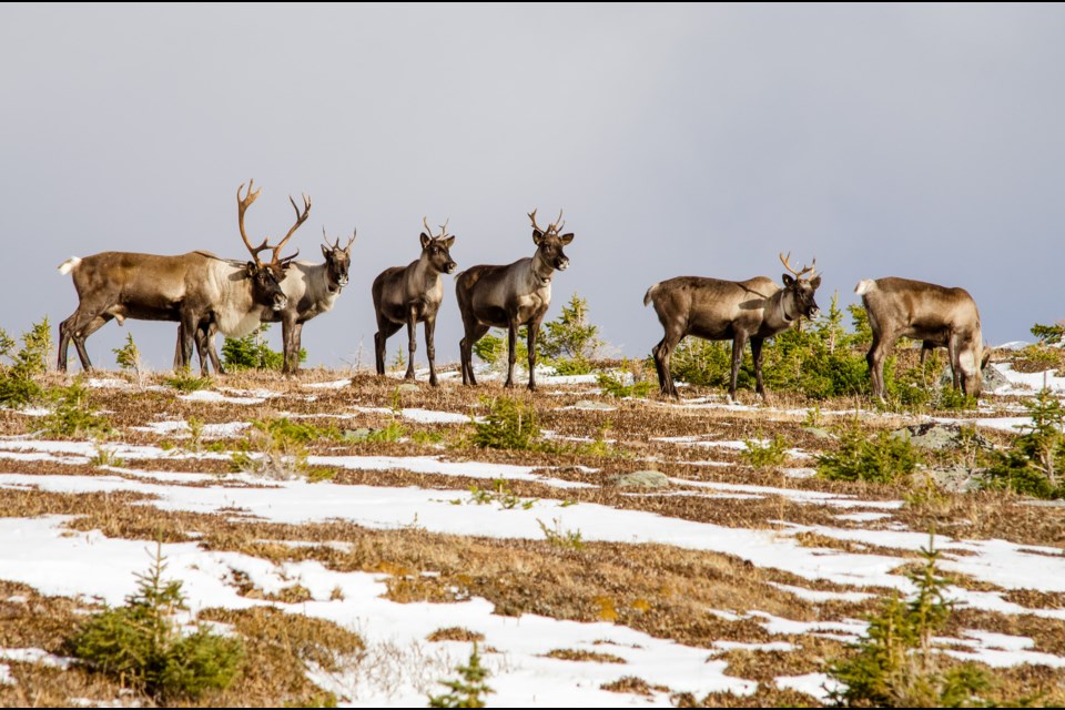 A small herd of caribou in Jasper National Park. 

Lalenia Neufeld Parks Canada Photo
