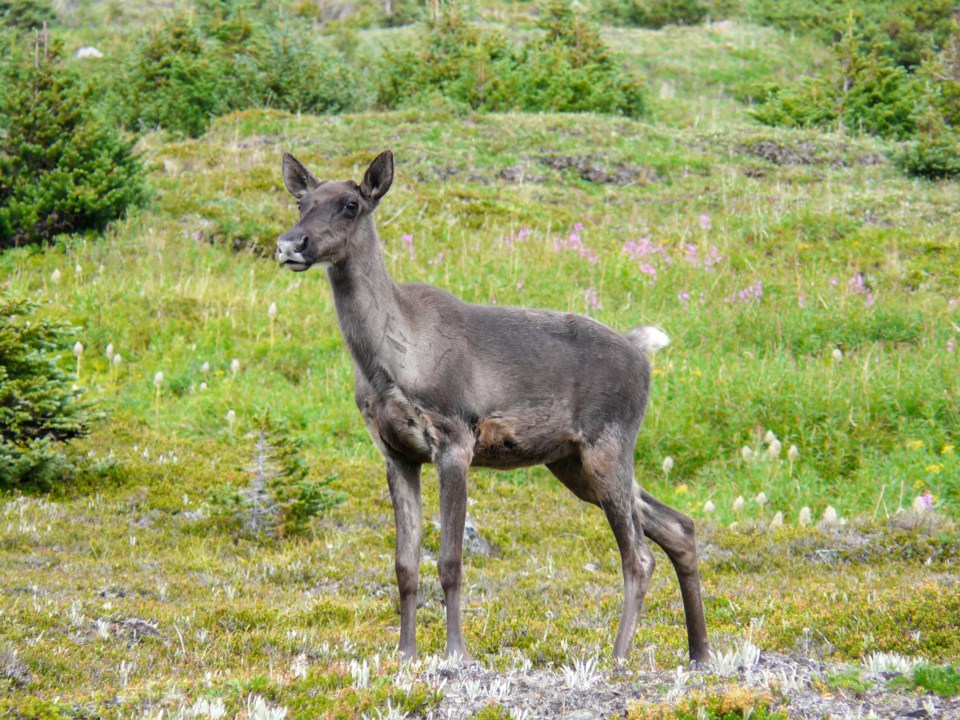 JasperNP-Young caribou-Credit-Parks Canada-Lalenia Neufeld