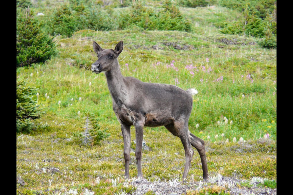 A young caribou in Jasper National Park. 
Lalenia Neufeld/Parks Canada Photo