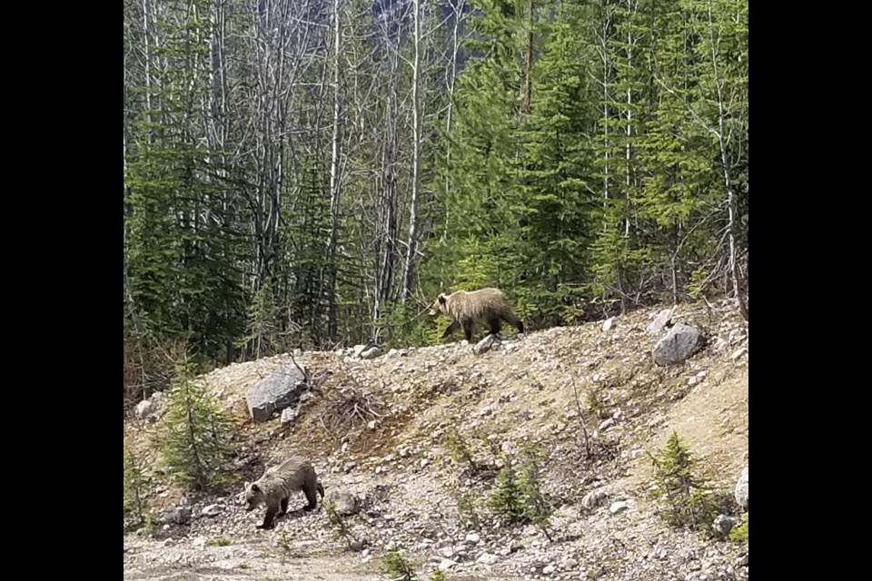 Two yearling grizzly bear cubs have been orphaned following the death of a well-known mama bear on the busy Trans-Canada Highway in Yoho National Park.

Photo by Parks Canada