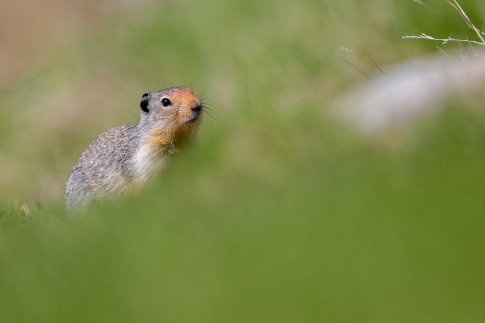 A  Columbian ground squirrel ventures out of its burrow near Two Jack Lake in Banff National Park.
RMO FILE PHOTO
