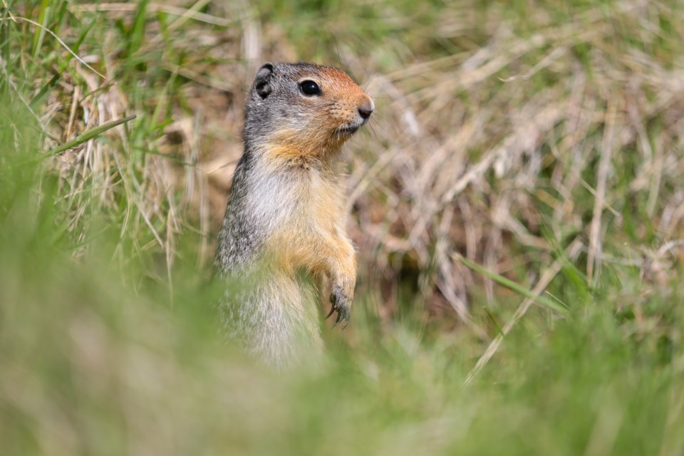 20210529 Columbian Ground Squirrel 0032