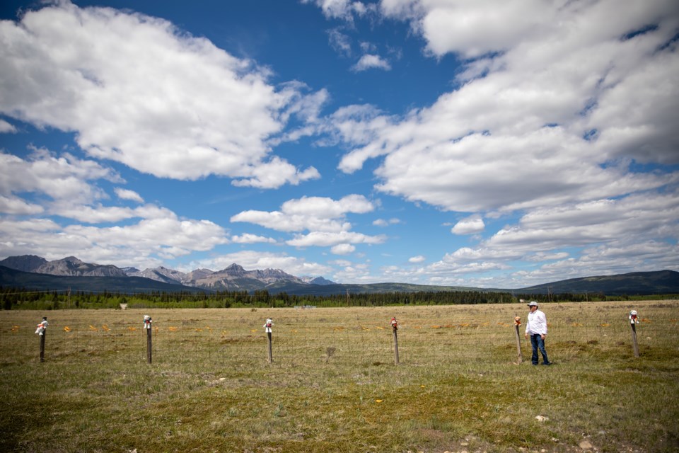 Chris Goodstoney a member of the Wesley Band of the Stoney Nakoda First Nation pauses to look at the 215 teddy bears, in memory of the 215 children found in a mass grave on the grounds of the Kamloops Residential School, to a fence along the Trans-Canada Highway near the Stoney Nakoda Resort Casino on Tuesday (June 1). EVAN BUHLER RMO PHOTO
