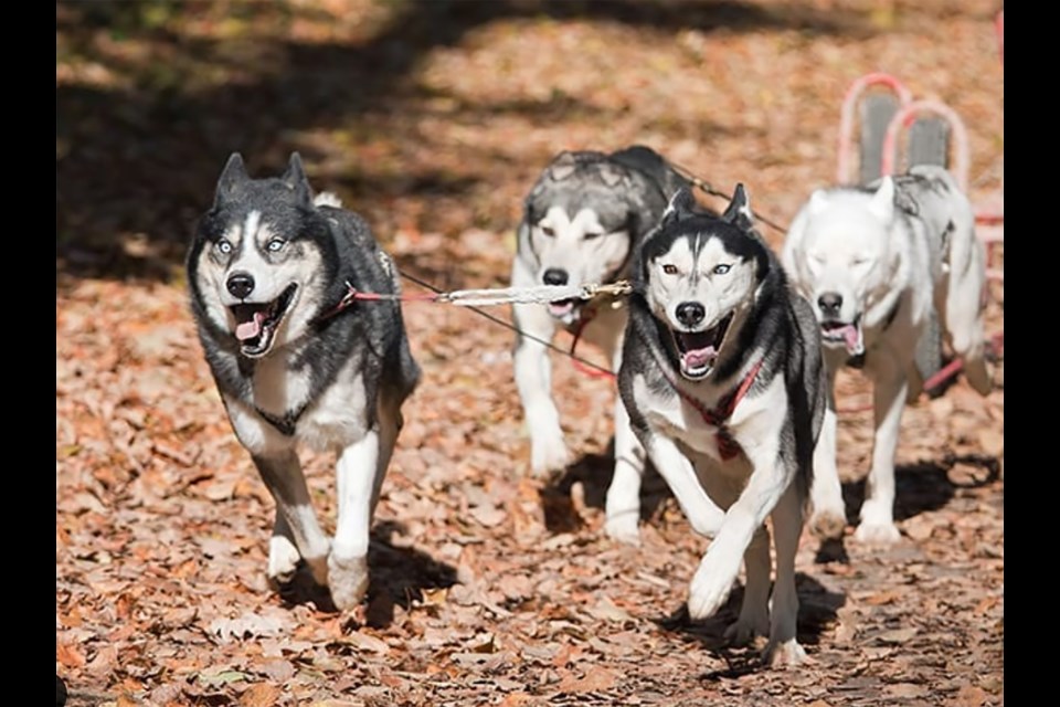 A first-of-its-kind attraction is coming to the Bow Valley this month. Snowy Owl Sled Dog Tours are trading the snow for gravel this summer at Boundary Ranch in Kananaskis Country.