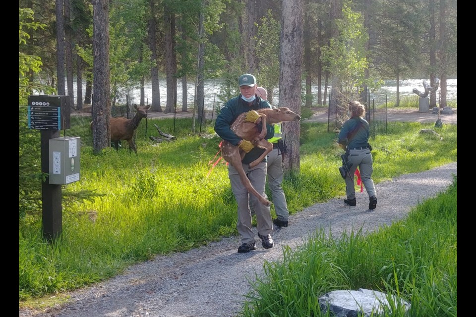 Parks Canada relocated elk born in busy human use areas in spring 2021.
Photo courtesy of Sarah Fassina/ Parks Canada