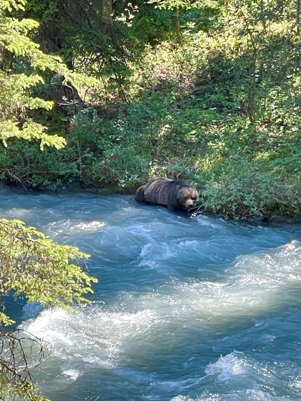 cool bear